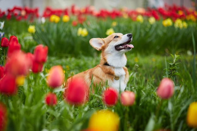 Corgi in spring flowers