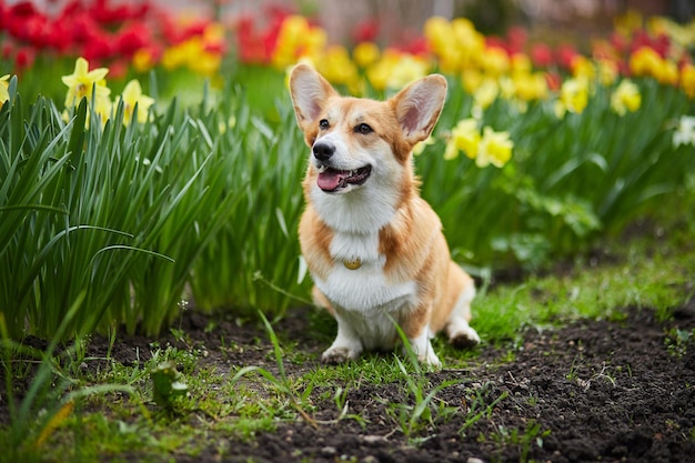 Corgi in spring flowers