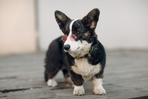 Corgi welsh cardigan puppy hondje in roze bril bril