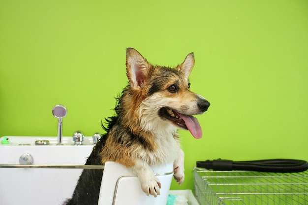 Corgi welsh pembroke with wet fur standing in a bathroom after bathing and washing in grooming salon