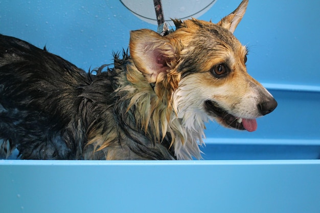 Corgi welsh pembroke with wet fur standing in a bathroom after bathing and washing in grooming salon