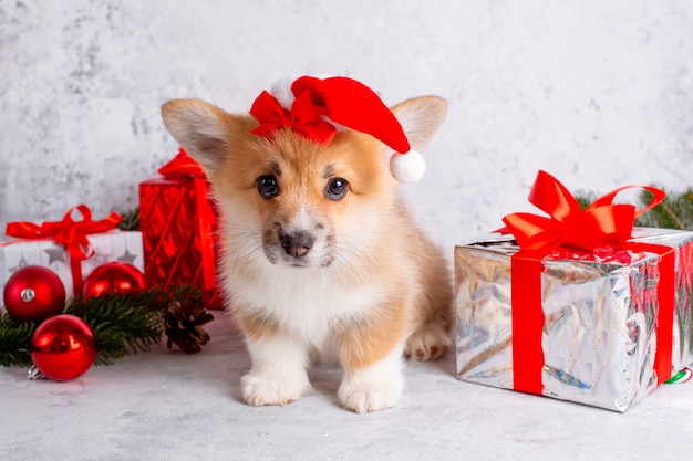 Corgipuppy in Kerstmanhoed op Kerstmisachtergrond met giften