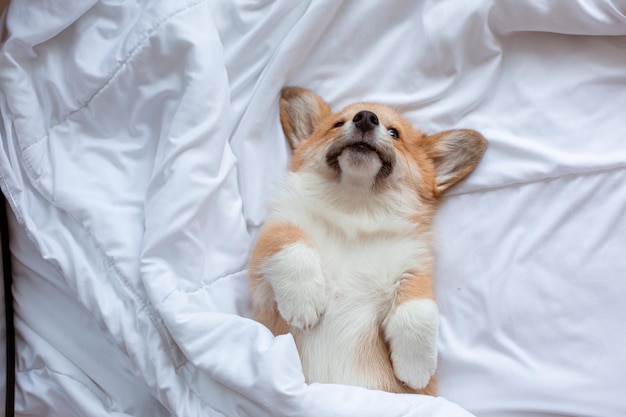 Corgipuppy ligt onder de deken te slapen op het bed