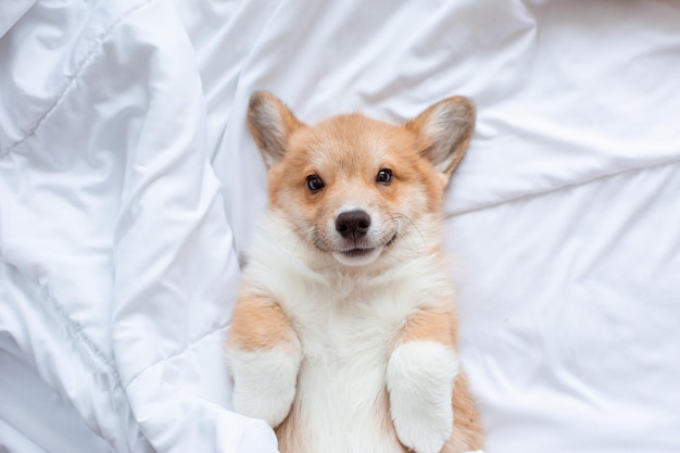 Corgipuppy ligt onder de deken te slapen op het bed