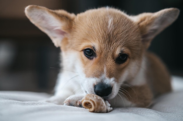 Corgy puppy die ergens aan knaagt en er serieus uitziet