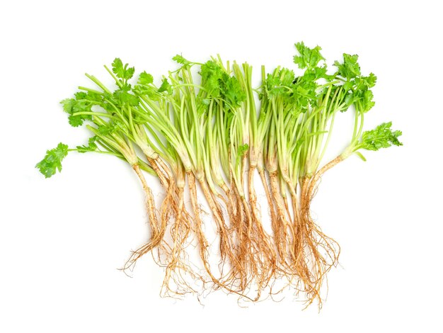 Photo coriander or cilantro root isolated on white background