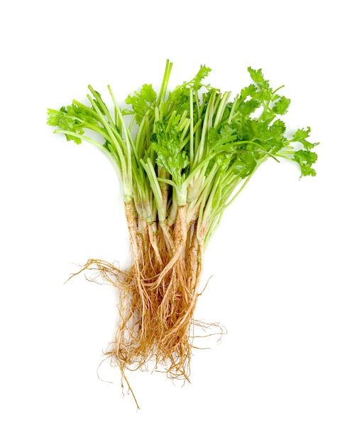 Photo coriander or cilantro root isolated on white background