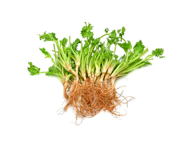 Photo coriander or cilantro root isolated on white background