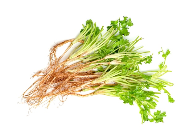 Photo coriander or cilantro root isolated on white background