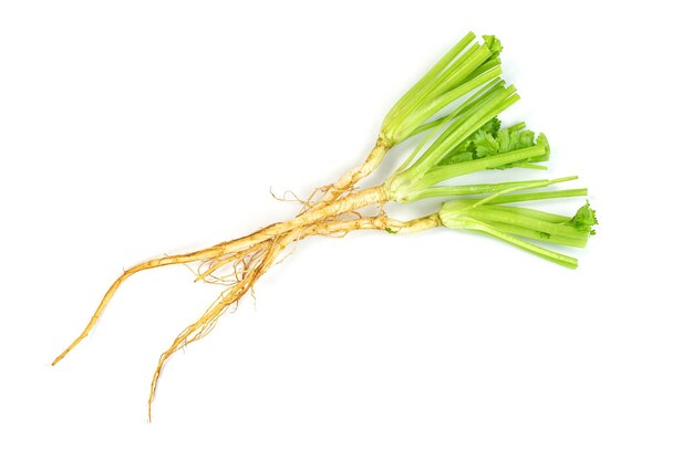 Photo coriander or cilantro root isolated on white background