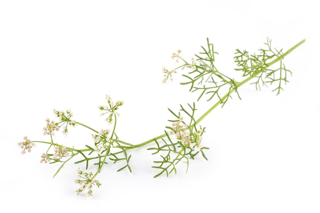 Photo coriander flower