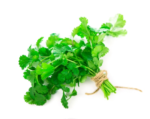 Coriander fresh greens cilantroisolated on the white