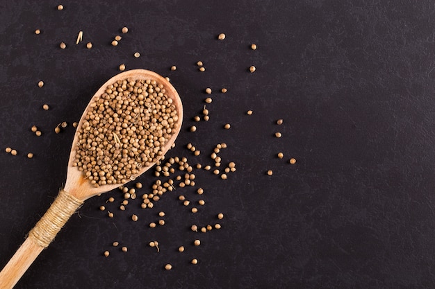 Coriander grains in a wooden spoon are scattered on a black . , copyspace.