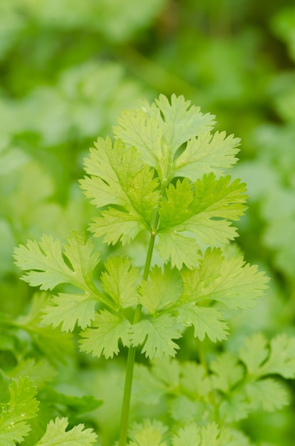 coriander growing in the garden. Coriander is loaded with antioxidants 