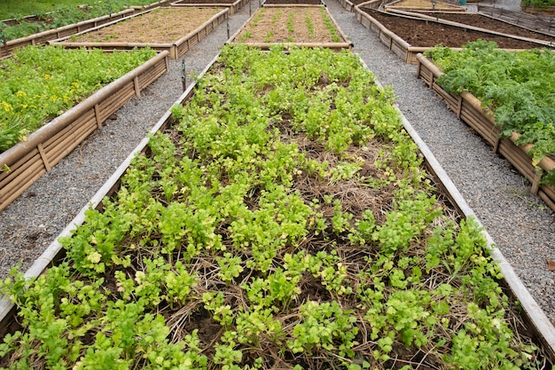 Coriander growing in organic farm.