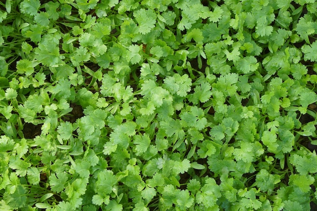 coriander herbs