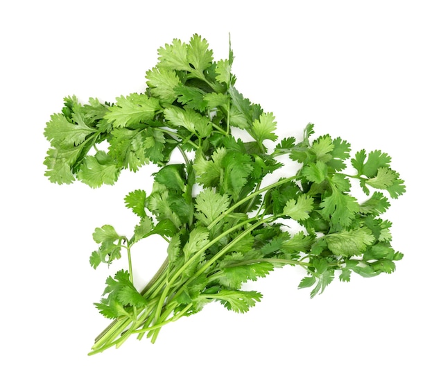 Photo coriander isolated on white background