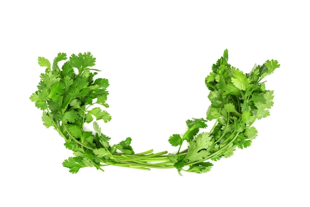 Photo coriander isolated on white background