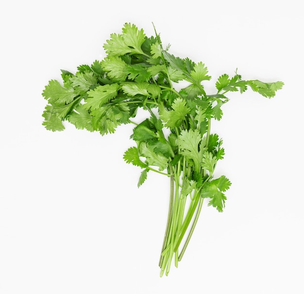 coriander isolated on white background