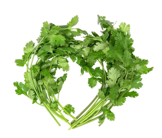 coriander isolated on white background