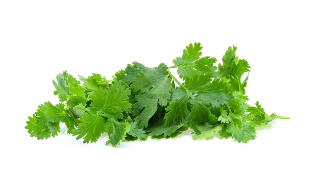 Coriander isolated on white background