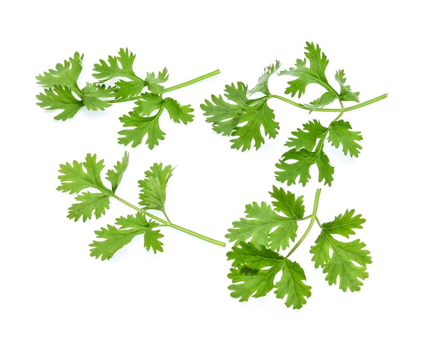 Coriander isolated on white background