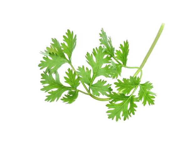 Coriander isolated on white background