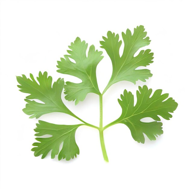 Coriander isolated on white background