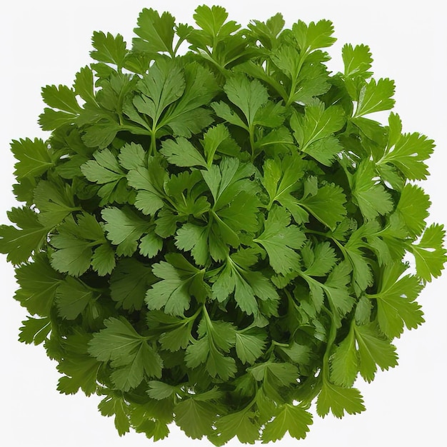 Coriander isolated on white background