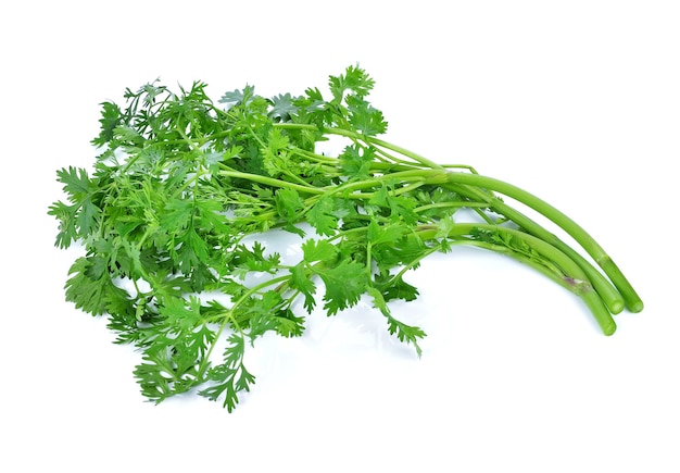 Coriander isolated on white