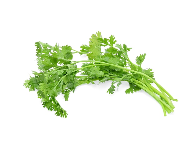 Coriander isolated on white