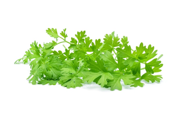 Coriander isolated on white.