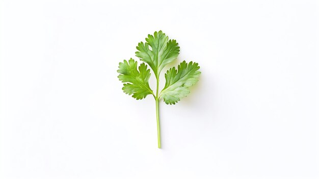 Photo coriander leaf isolated on white background top view flat lay generative ai