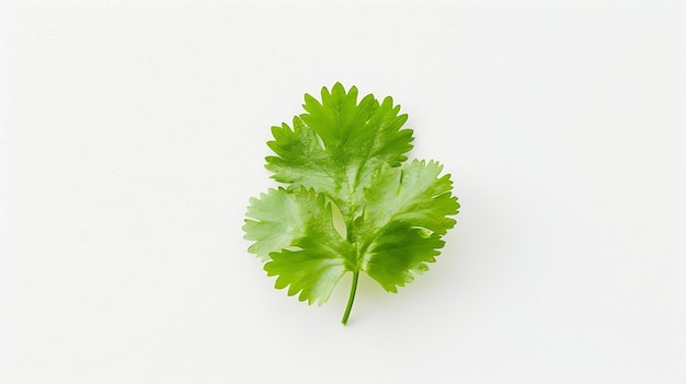 Photo coriander leaf isolated on white background top view flat lay generative ai