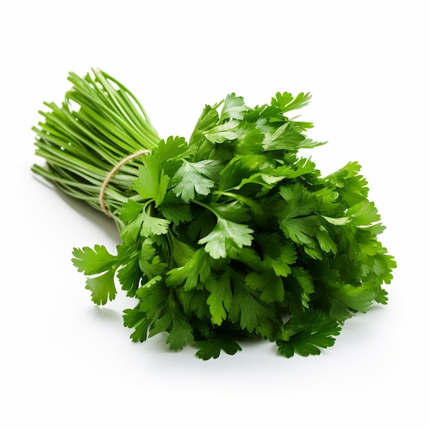 Coriander leaves isolated on white background