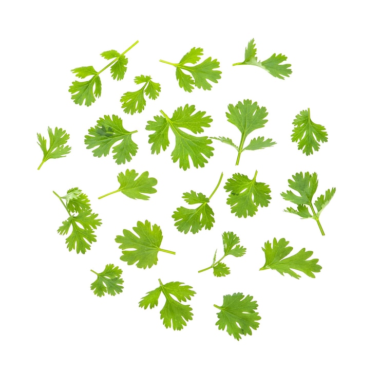 Photo coriander leaves isolated on white background