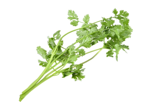 Photo coriander leaves isolated on white background