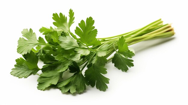 coriander leaves isolated on white background