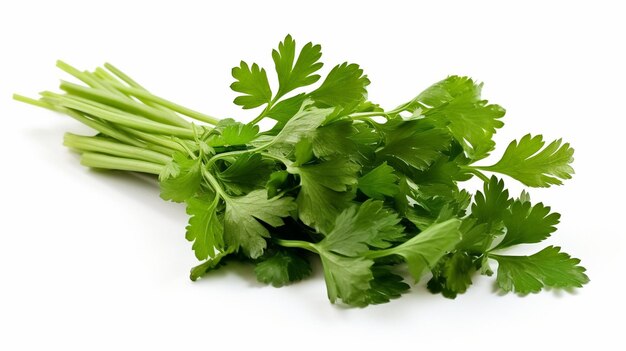 coriander leaves isolated on white background