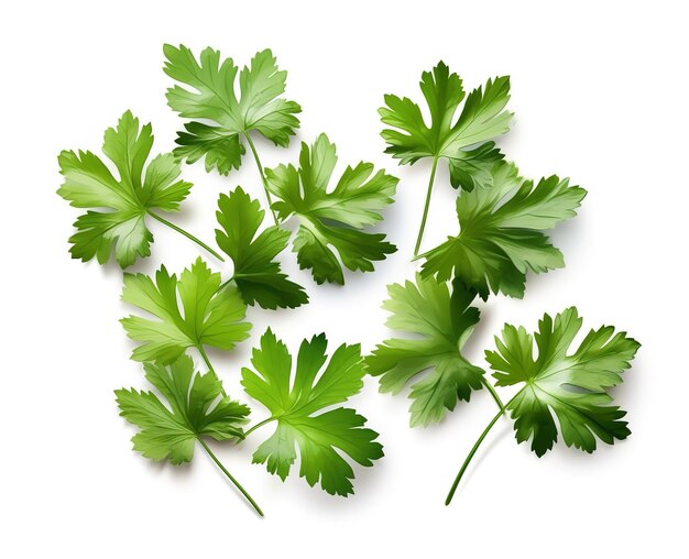 Coriander leaves vegetable isolated on white background