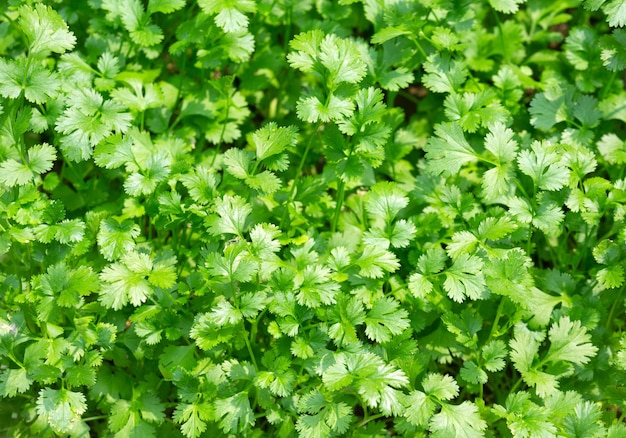 Foto foglie di coriandolo di verdure, erbe per cucinare.