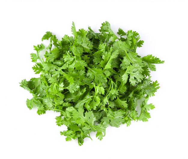 Coriander leaves on white wall. 