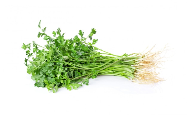 Coriander leaves