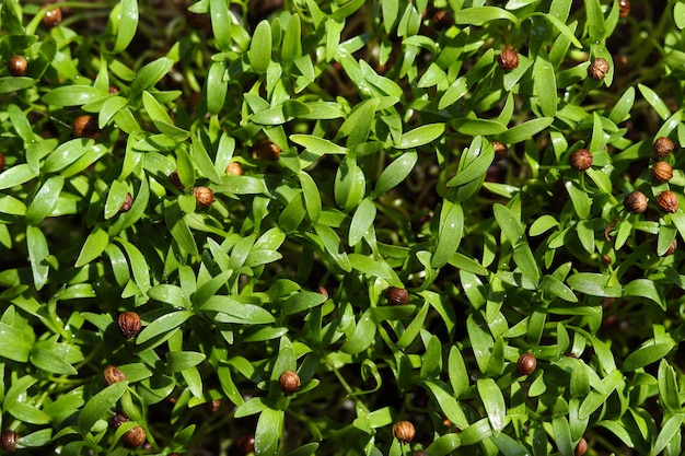 Coriandolo microgreen closeup semi di coriandolo germogliati concetto di giardinaggio