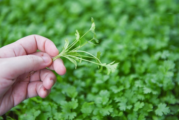 Raccolta della foglia della pianta di coriandolo a disposizione nella parete della natura di graden - il coriandolo verde lascia la verdura per gli ingredienti alimentari