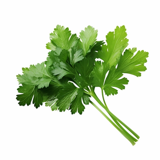 Coriander Plant