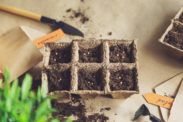 Coriander seeds in the soil in the home garden Home gardening hobbies and agricultural life during the lockdown The concept of ecological and plant economy