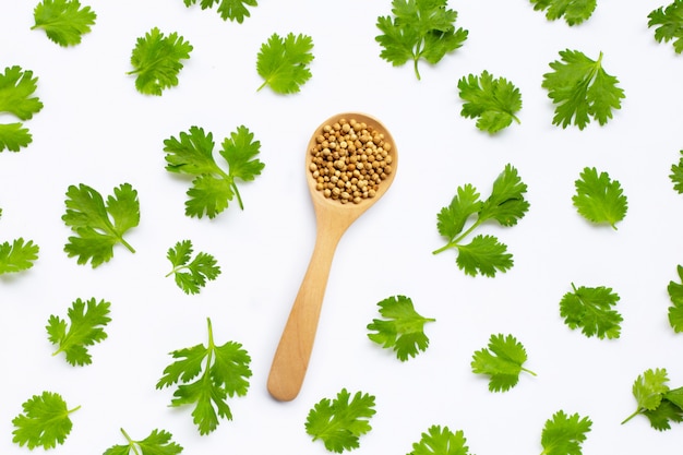 Photo coriander seeds with fresh leaves isolated on white