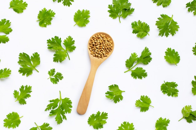 Coriander seeds with fresh leaves isolated on white 