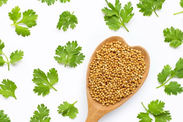 Photo coriander seeds with fresh leaves isolated on white